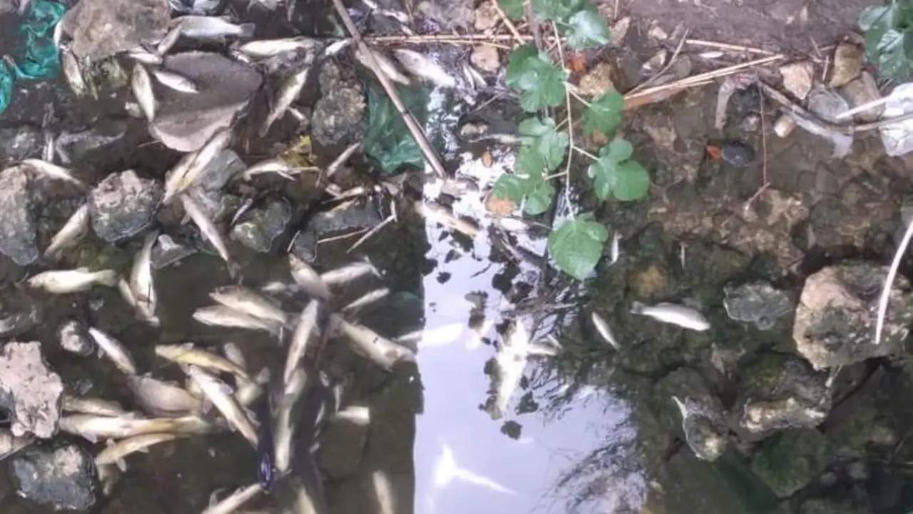 Peces muertos en el r&iacute;o Guada&iacute;ra.  - SALVEMOS EL GUADA&Iacute;RA