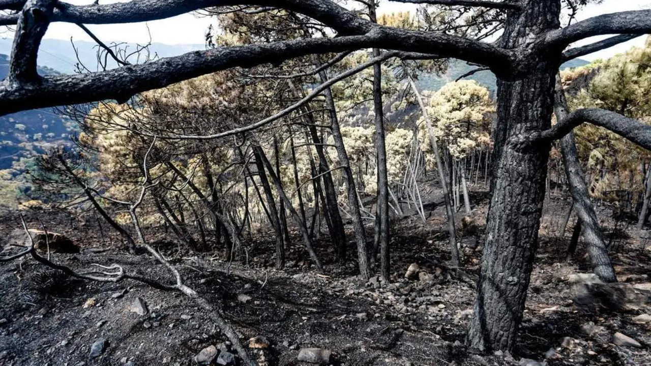 Zonas quemadas en el incendio de Sierra Bermeja. - &Aacute;lex Zea/Europa Press