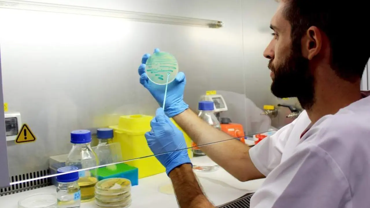 Un investigador sostiene un cultivo de listeria. - EP