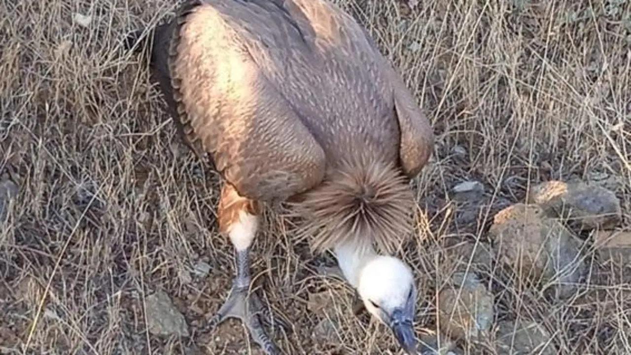 El ejemplar de buitre auxiliado. - Colegio de Veterinarios
