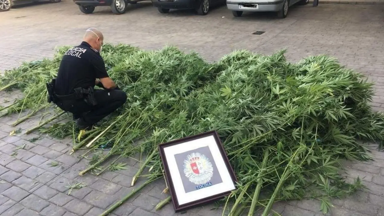 Plantas de marihuana incautadas en Tocina. - PL