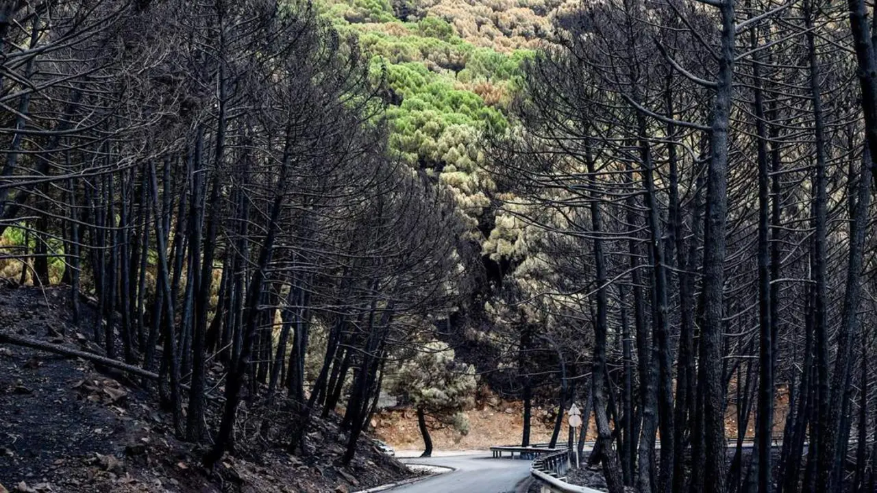 Zonas quemadas en el incendio. - &Aacute;lex Zea/Europa Press