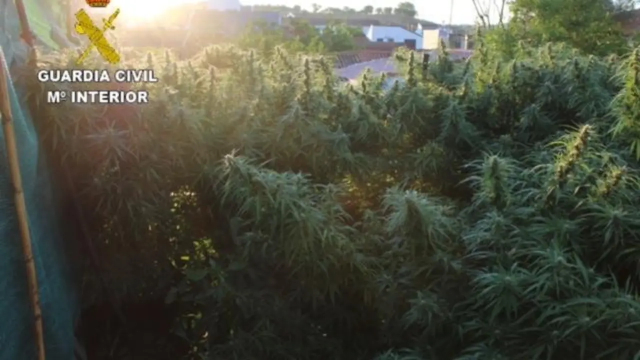 Plantaci&oacute;n de marihuana. - VH