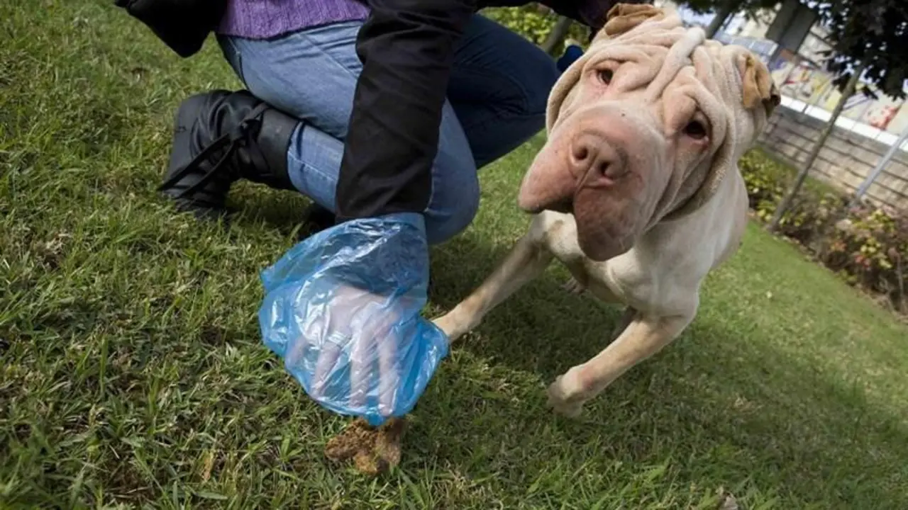 Recogiendo los excrementos de su mascota. - Viva