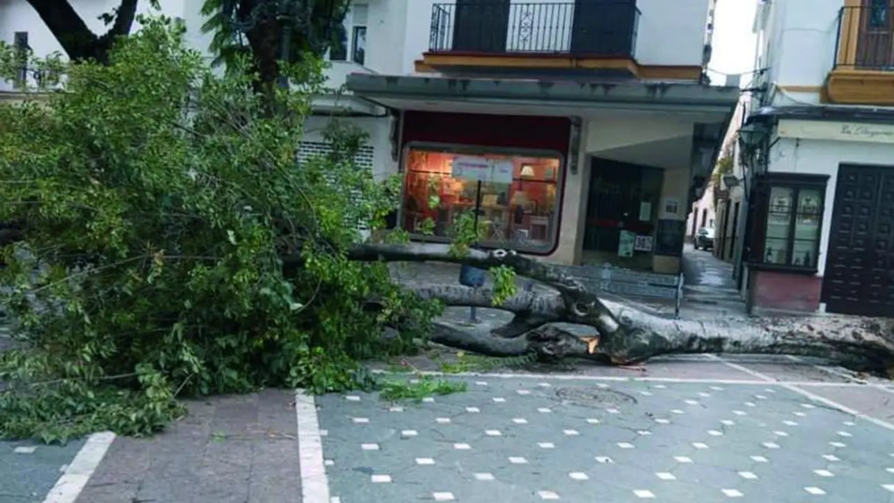 El &aacute;rbol se ha venido abajo en plena plaza.  - Viva