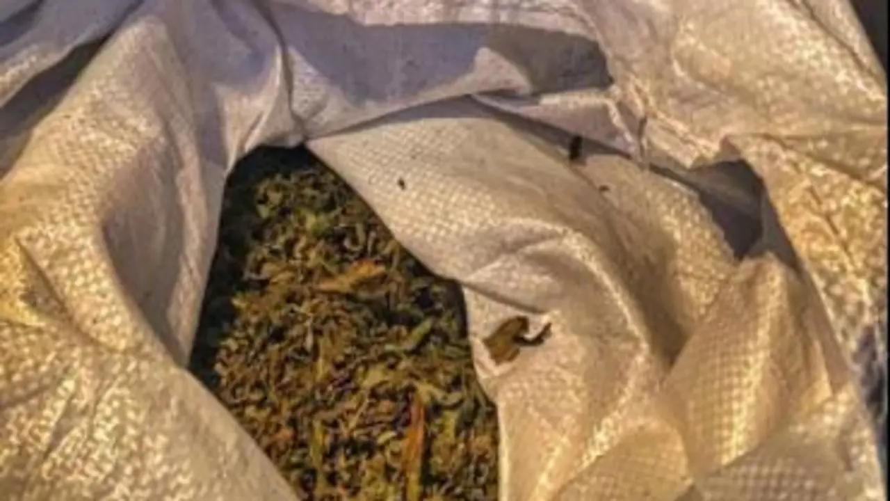 Marihuana. - 