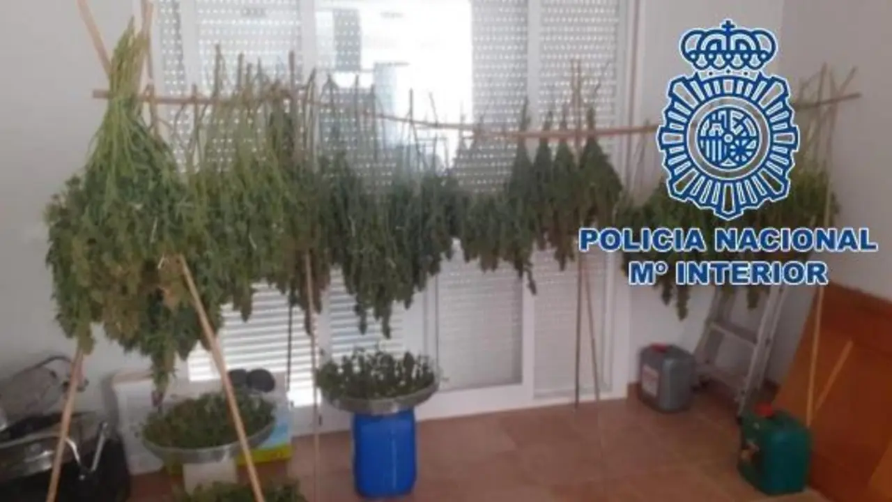 Plantaci&oacute;n de marihuana en una vivienda. - CNP