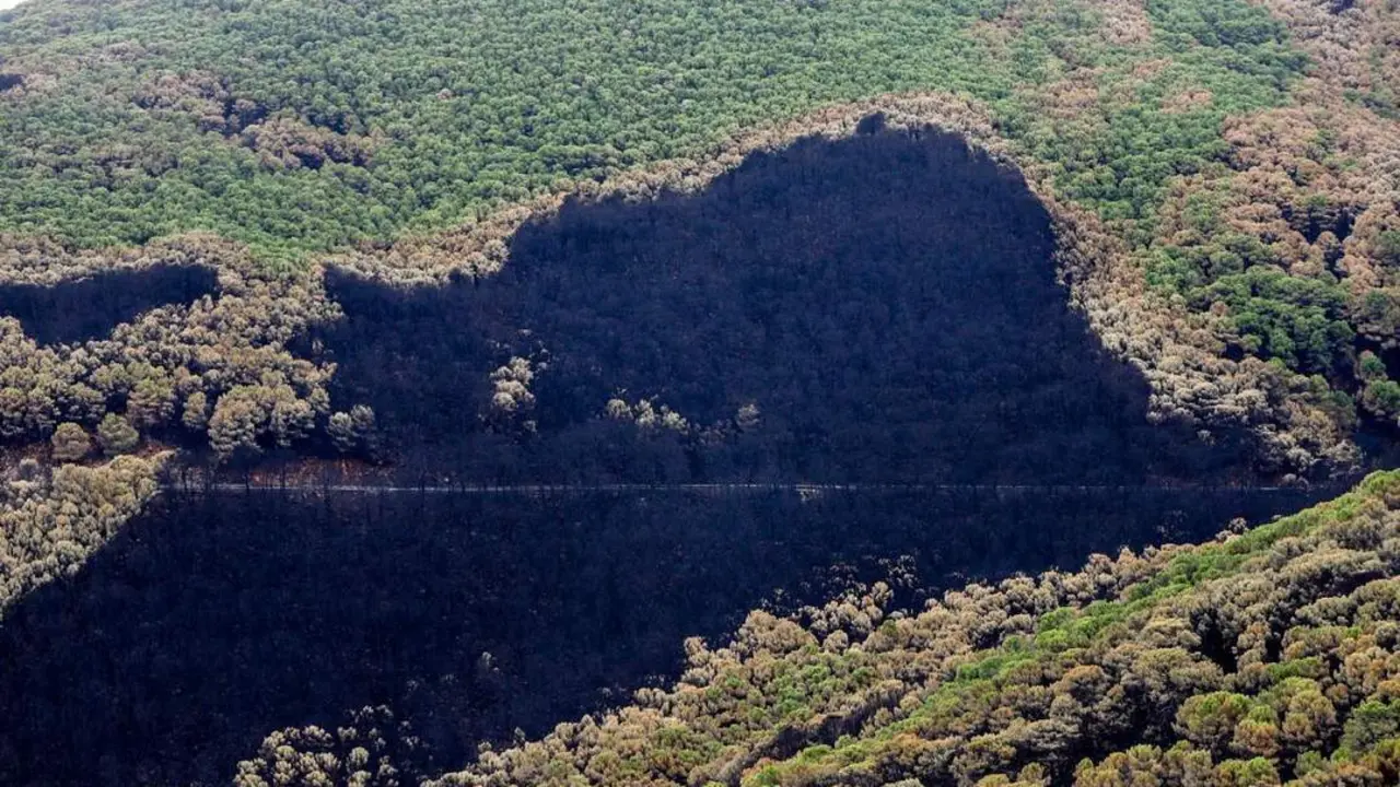 Zonas quemadas por el incendio de Sierra Bermeja. - &Aacute;lex Zea - Europa Press