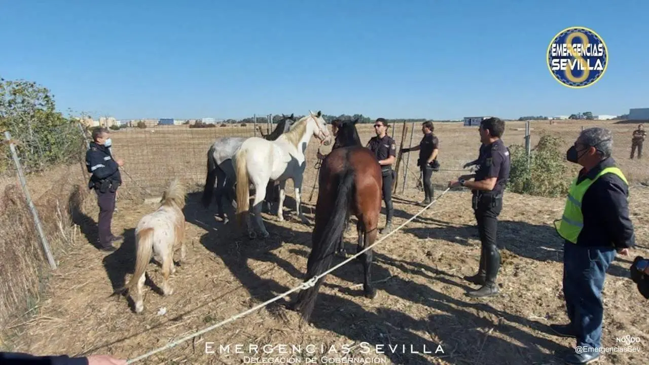 Los equinos que deambulaban por Torreblanca. - @EmergenciasSev