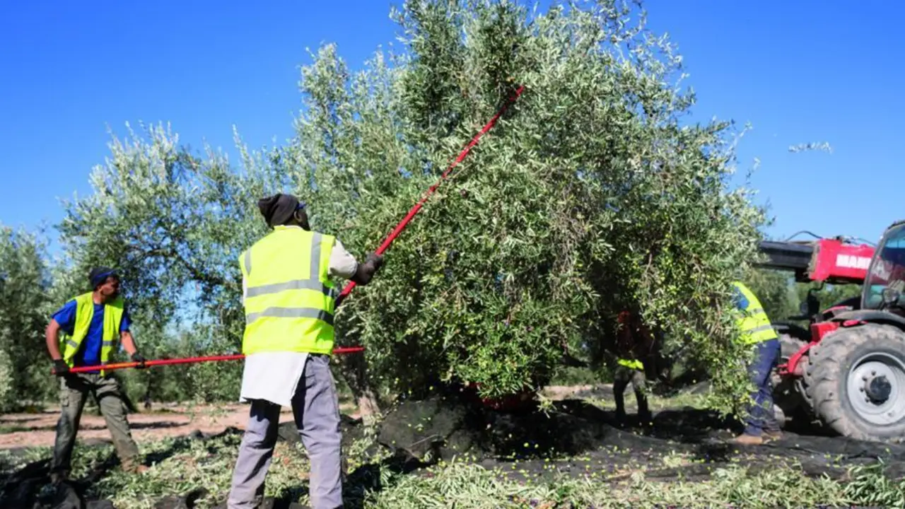 Temporeros trabajando en la campa&ntilde;a de recogida de la aceituna. | Ram&oacute;n Guirado.