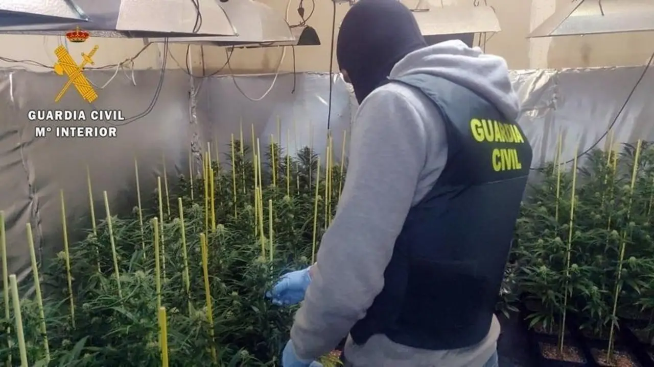 Plantaci&oacute;n de marihuana desmantelada en Guare&ntilde;a. - GUARDIA CIVIL