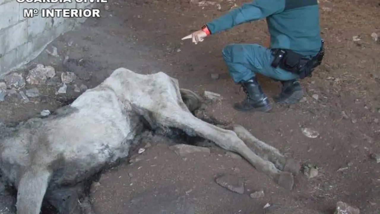 Yegua muerta. - Guardia Civil