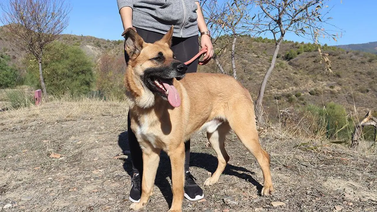 Cuidando a uno de los animales rescatados. - Protectora de M&aacute;laga