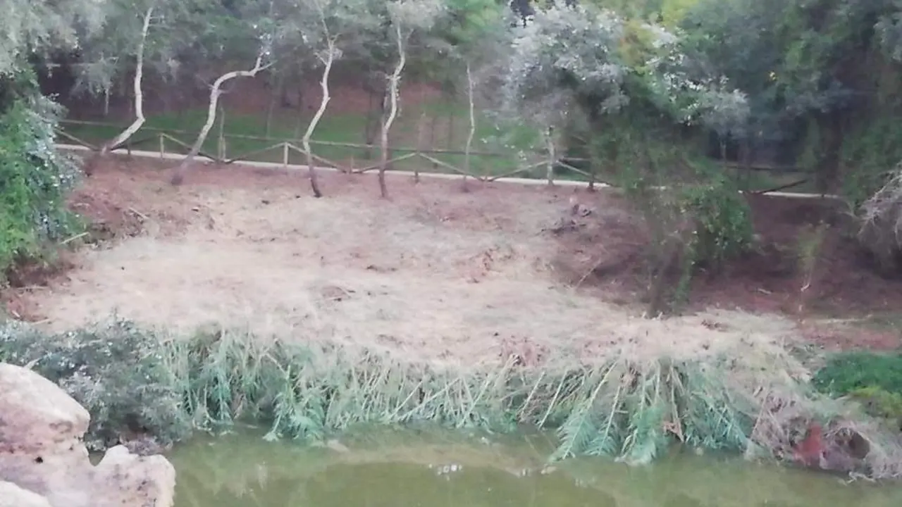 Vegetaci&oacute;n en una de las m&aacute;rgenes de la ribera del Guada&iacute;ra. - SALVEMOS EL GUADA&Iacute;RA