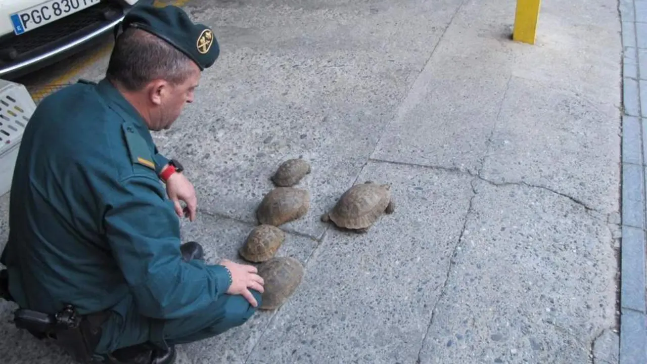 Tortugas localizadas. - Guardia Civil