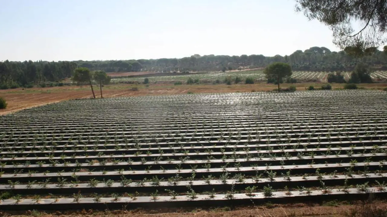 Finca de ar&aacute;ndanos en Lucena del Puerto. - VH
