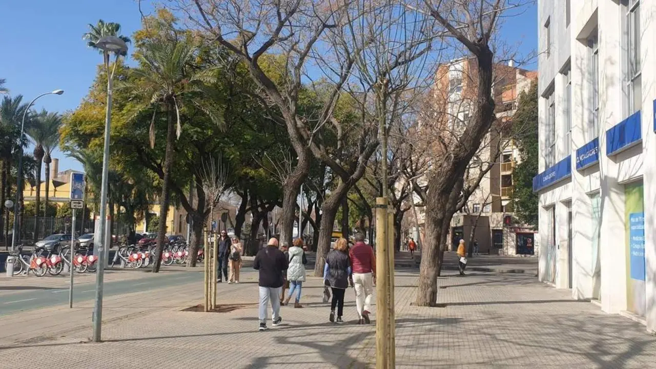 Plantaci&oacute;n de nuevos &aacute;rboles en el entorno del trazado de ampliaci&oacute;n del tranv&iacute;a por Nervi&oacute;n.  - AYUNTAMIENTO DE SEVILLA