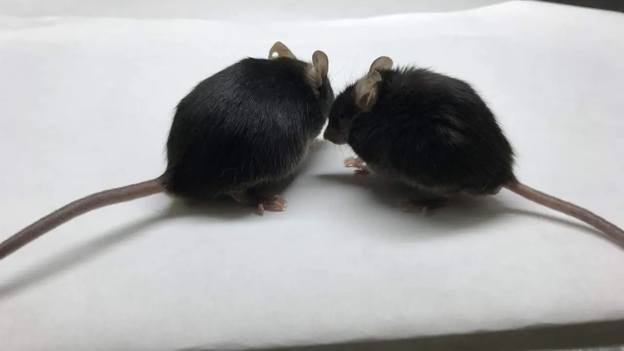 Ratones.