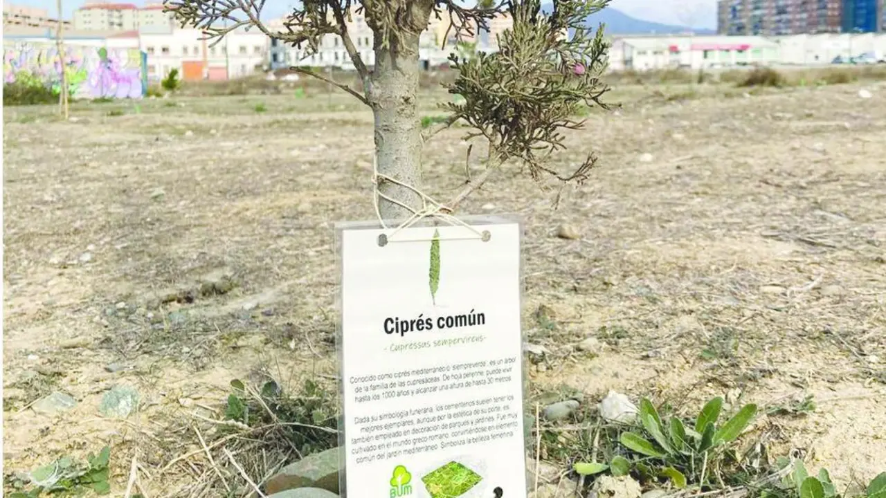 Plantado y rotulado por los voluntarios. - BUM