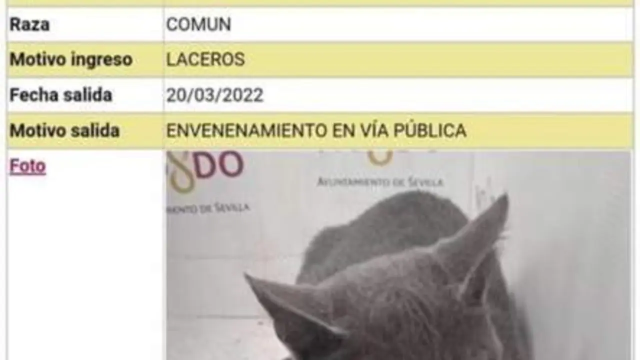 Uno de los ejemplares capturados y posteriormente fallecido.  - ZOOSANITARIO