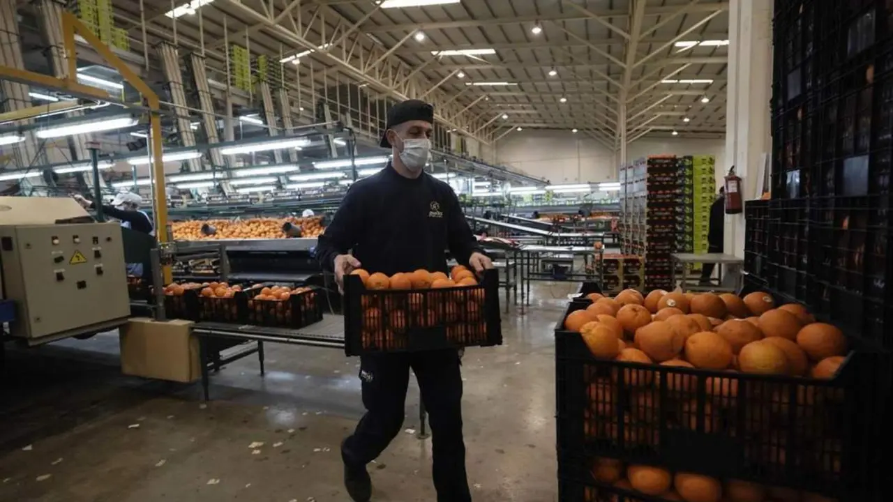 La naranja dulce, motor de su econom&iacute;a. - efe