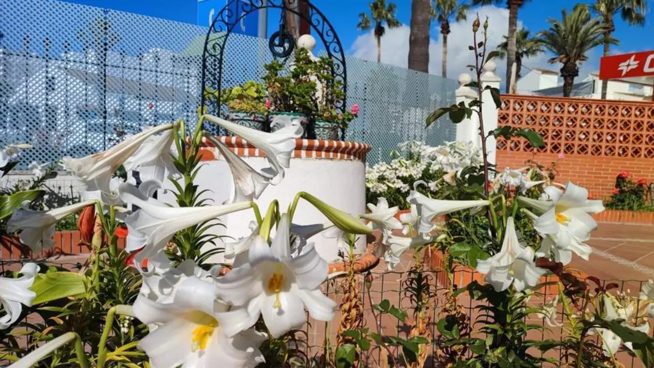 Azucenas blancas. - Barriento