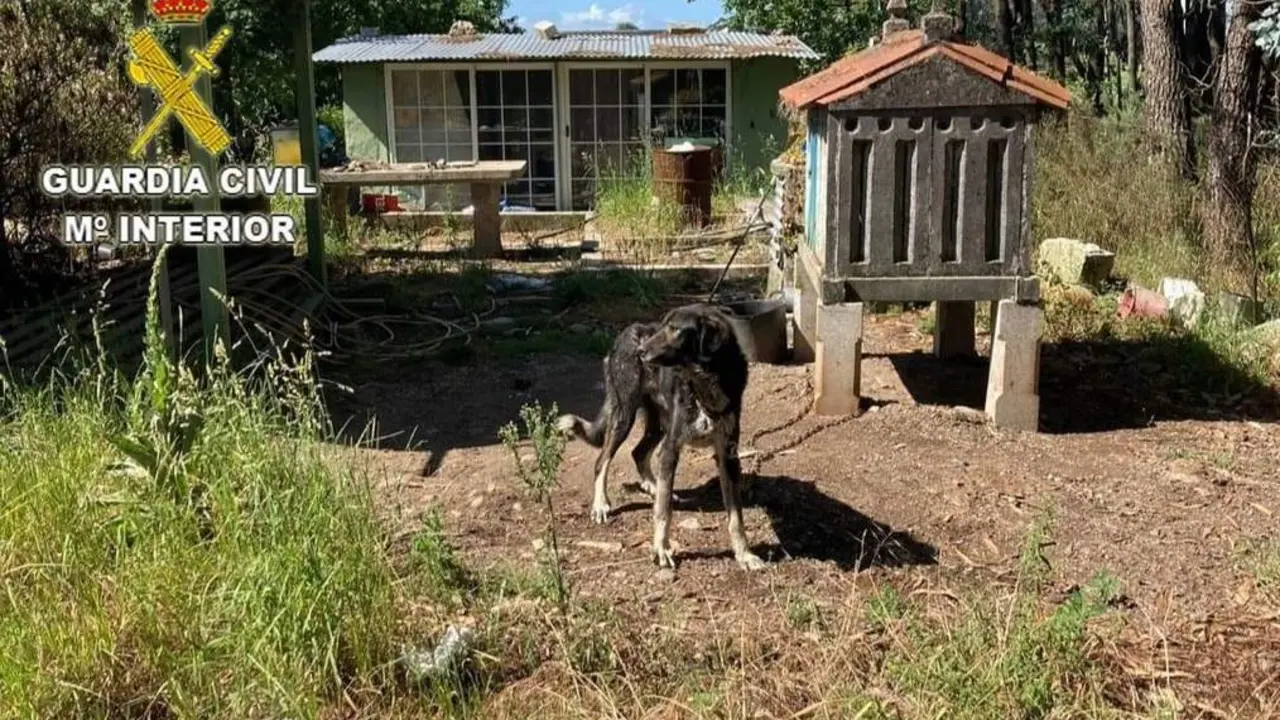 Uno de los perros. - Guardia Civil