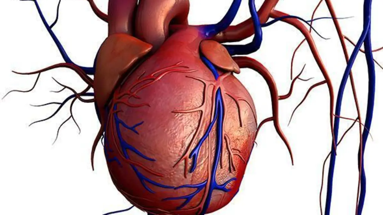 Representaci&oacute;n gr&aacute;fica de las orejuelas del coraz&oacute;n. - De terceros
