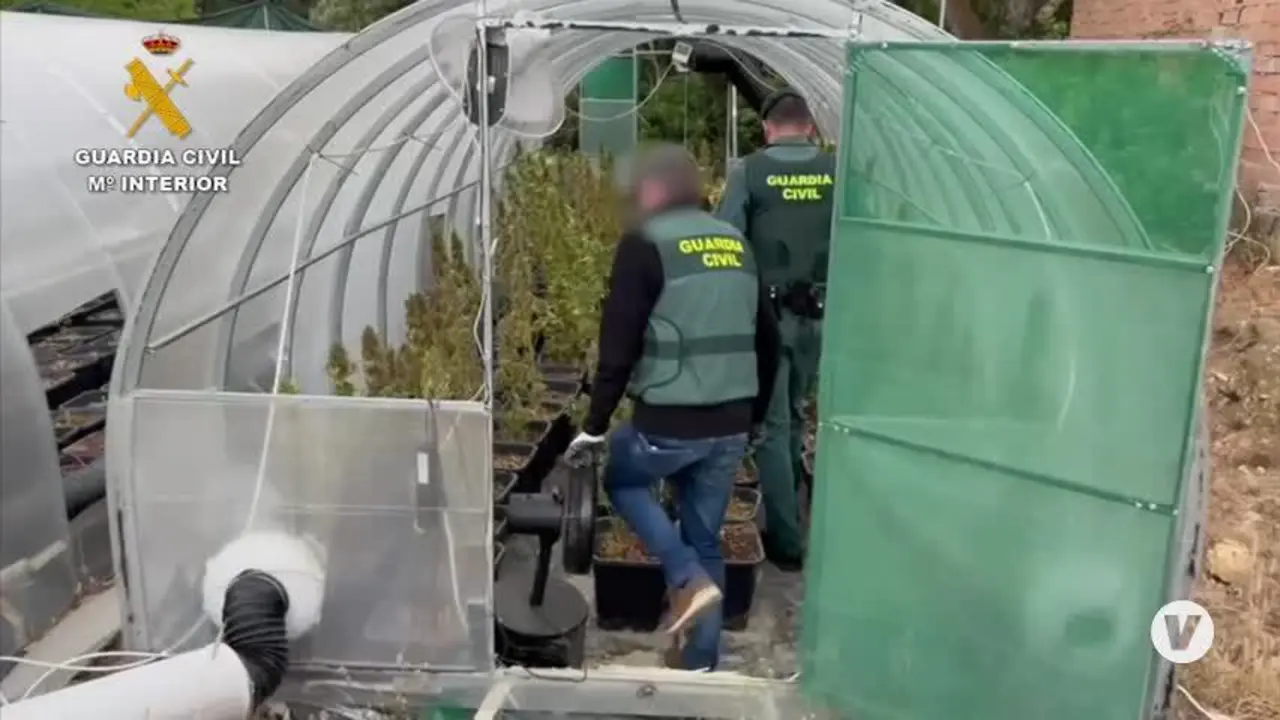 Tres detenidos y 1.513 plantas de marihuana incautadas en Benalaur&iacute;a
