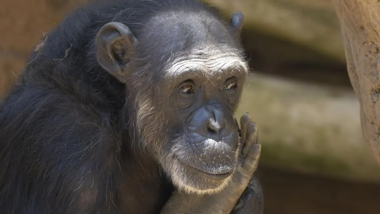 Julieta vive ahora tranquila, despu&eacute;s de a&ntilde;os de sufrimiento. - BIOPARC