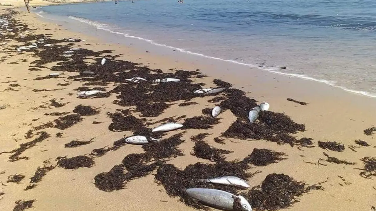 Peces muertos en la playa de Los Ca&ntilde;os de Meca.  - A.I.