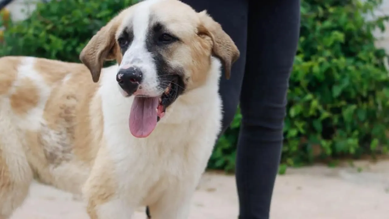 GRISOM, un cachorr&oacute;n de nueve meses, en adopci&oacute;n. - Protectora de M&aacute;laga