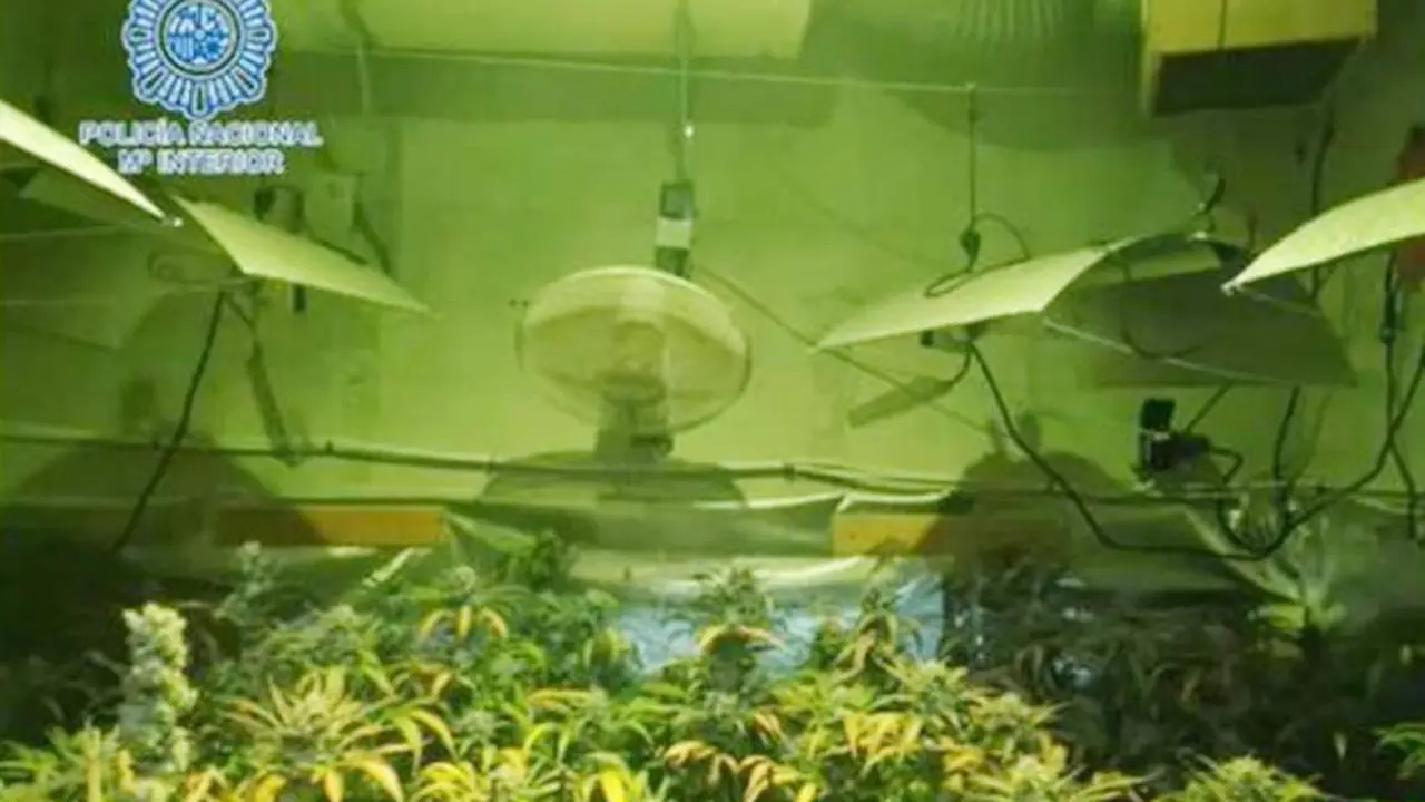 La marihuana localizada en la vivienda - Polic&iacute;a Nacional