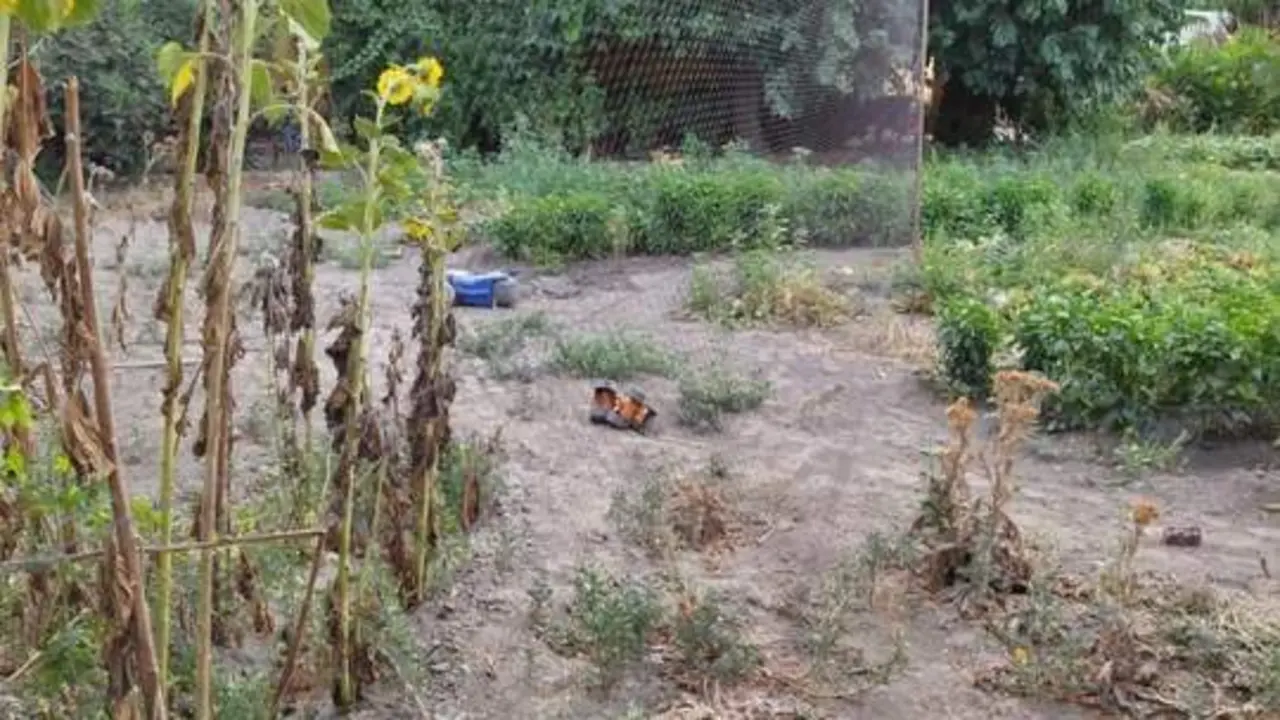 Lugar donde hallaron las aves. - Guardia Civil