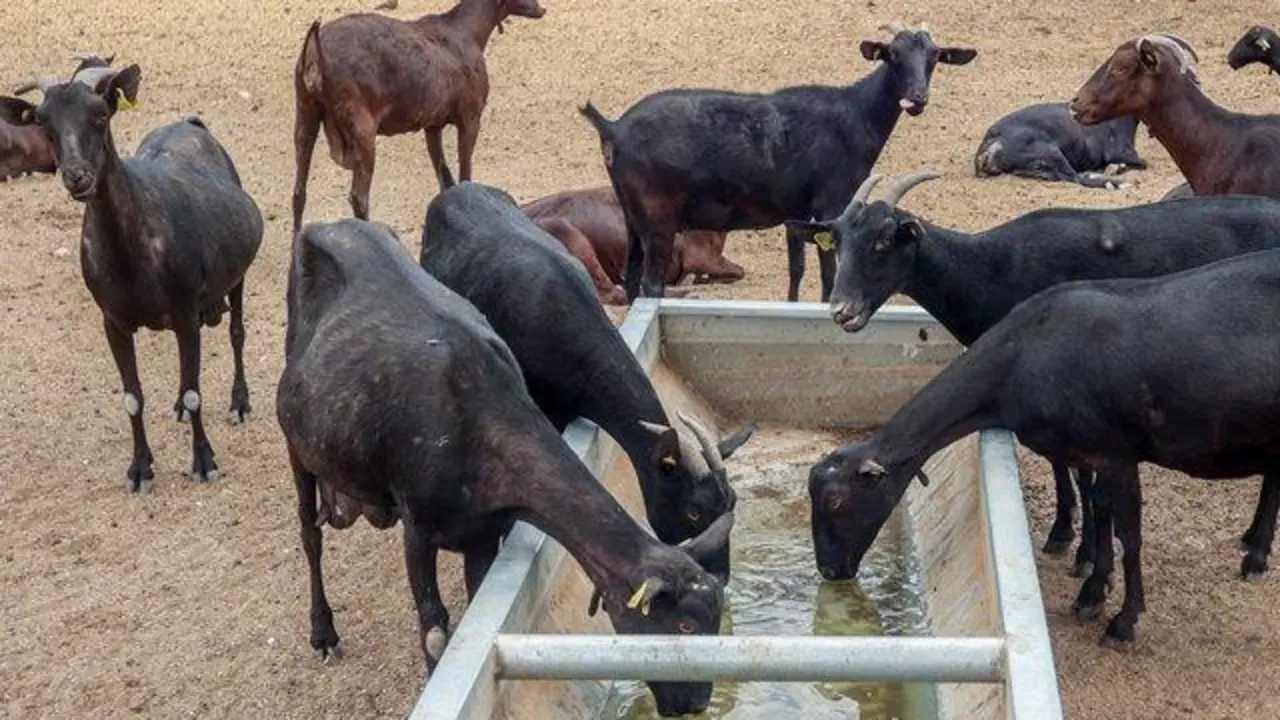  Varias cabras bebe agua en la granja Suerte Ampanera, a 24 de agosto de 2022, en Colmenar Viejo, Madrid (Espa&ntilde;a).  - EP