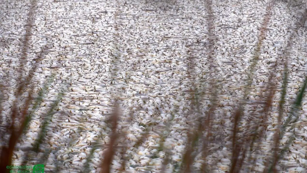 Peces muertos aparecidos en el Estero Domingo Rubio. - ECOLOGISTAS EN ACCI&Oacute;N