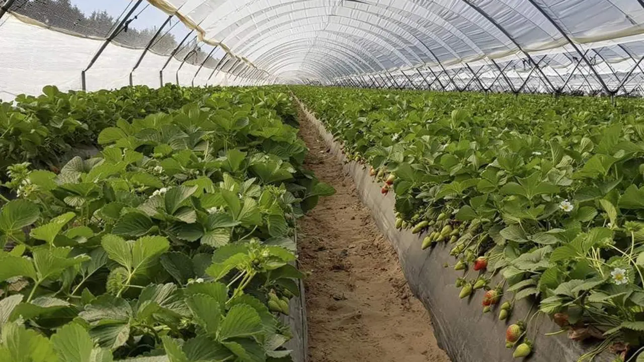 Cultivo de fresa. - VH