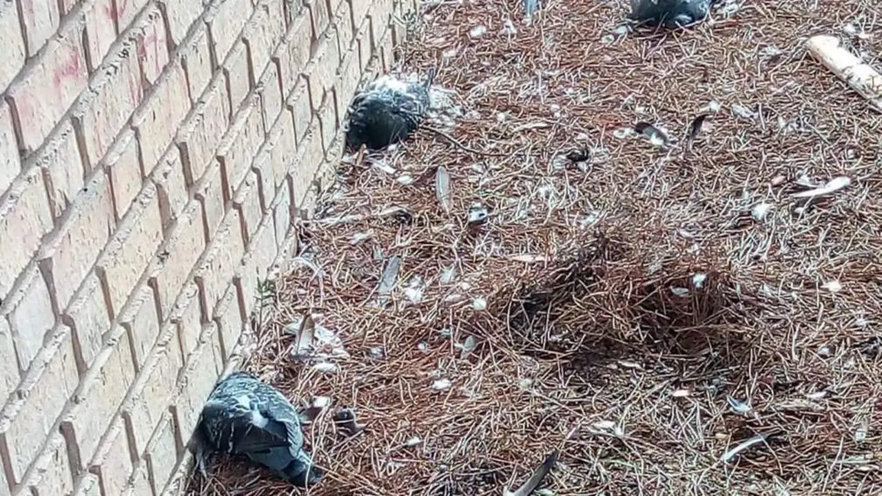 Palomas aparecidas muertas en distintas zonas del municipio. - A.I.