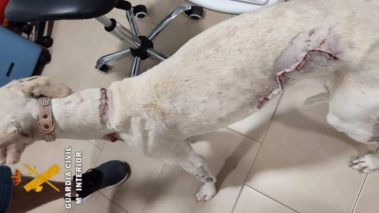 El animal fue encontrado con heridas de gravedad por todo el cuerpo. - GUARDIA CIVIL