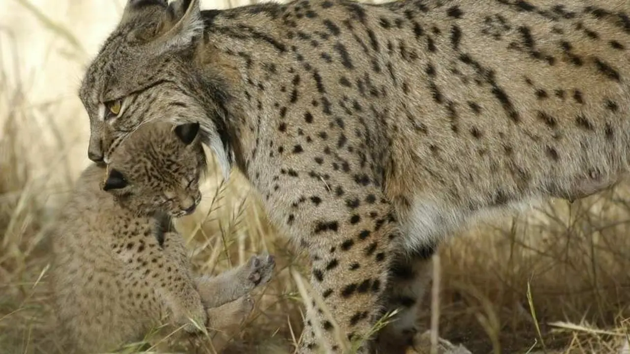 Lince ib&eacute;rico en una imagen de archivo. - JUNTA DE ANDALUC&Iacute;A