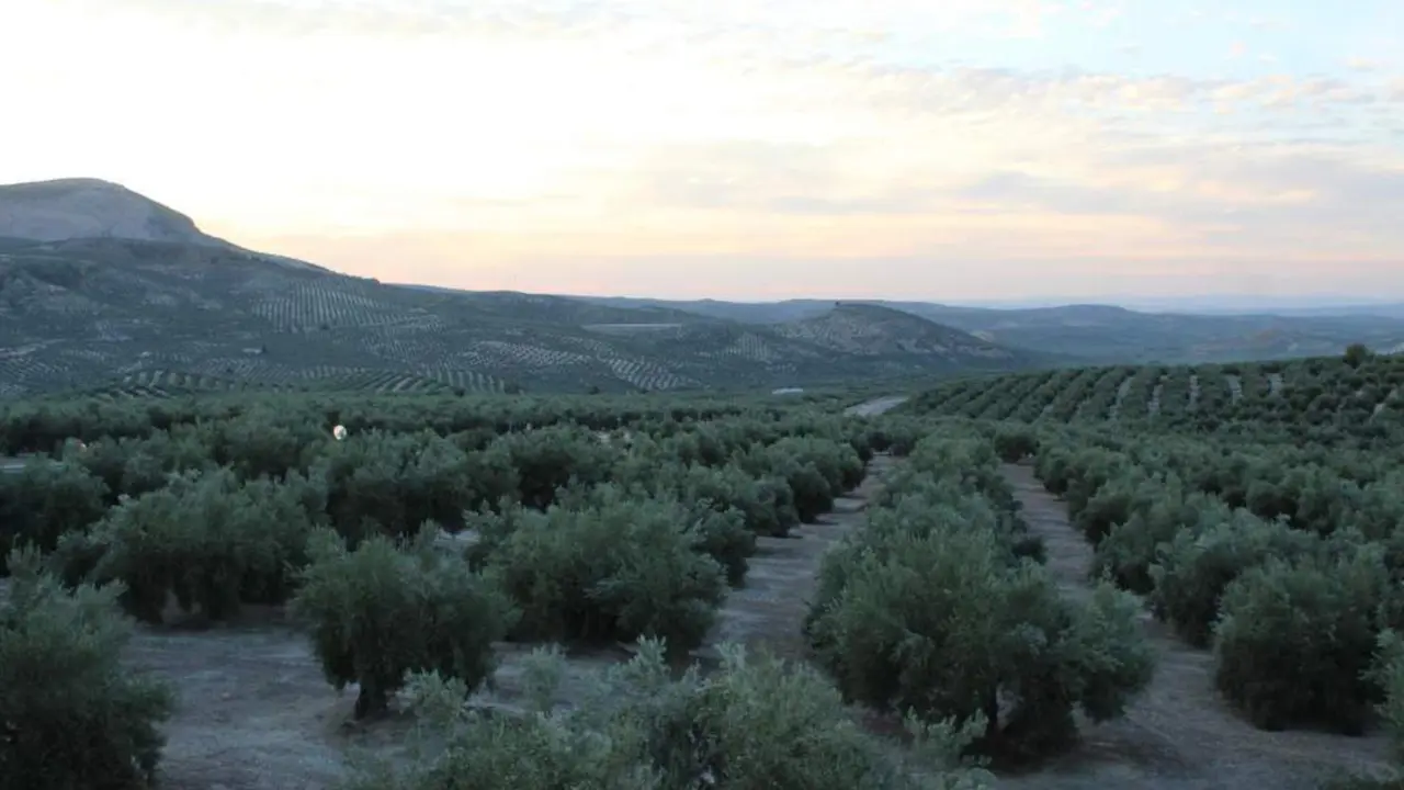 Paisaje del olivar. - Viva Ja&eacute;n.
