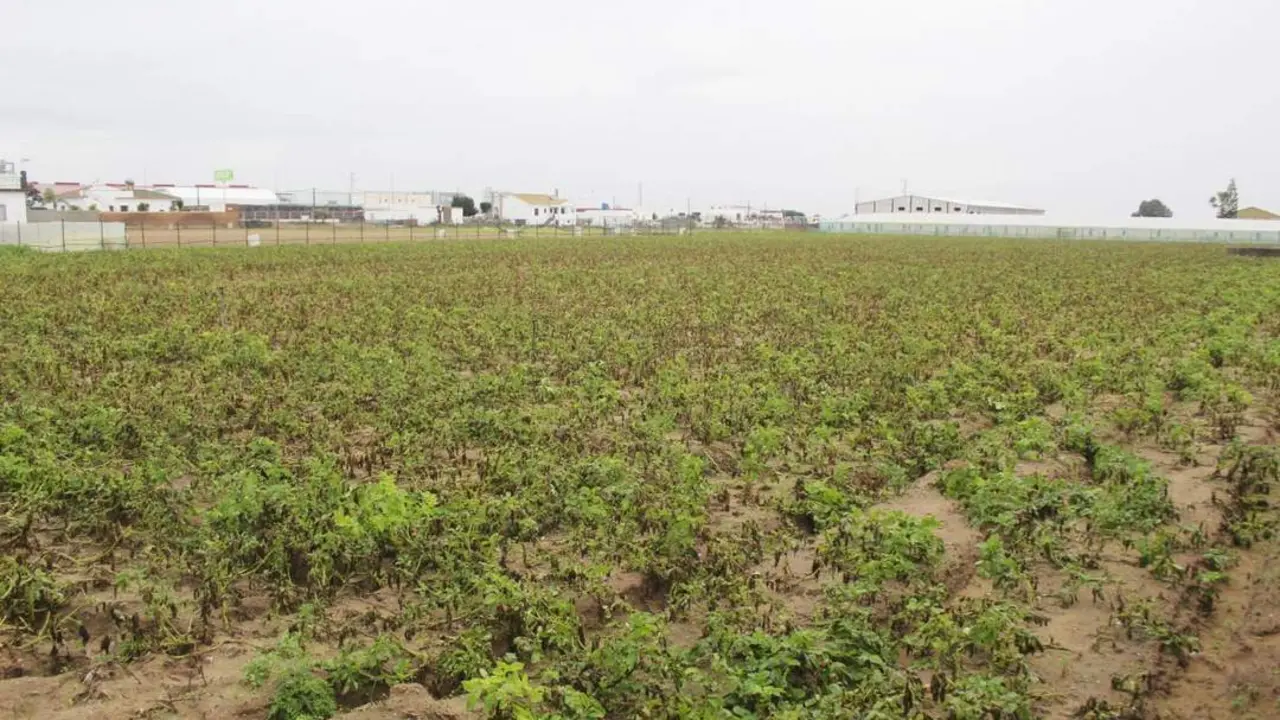 Imagen captada en la ma&ntilde;ana de este lunes 5 de diciembre de un campo de cultivo ubicado en la Calle Central. - Ra&uacute;l J. Bustillos