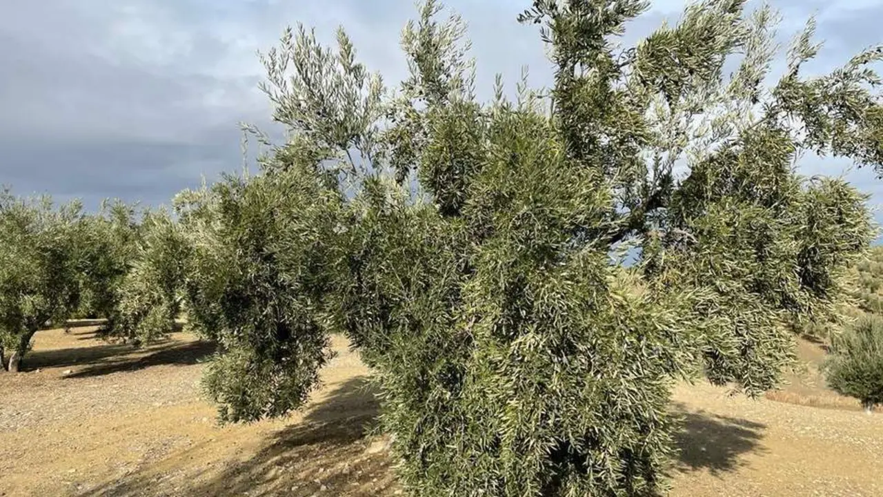 Olivar jiennense. - Viva Ja&eacute;n.