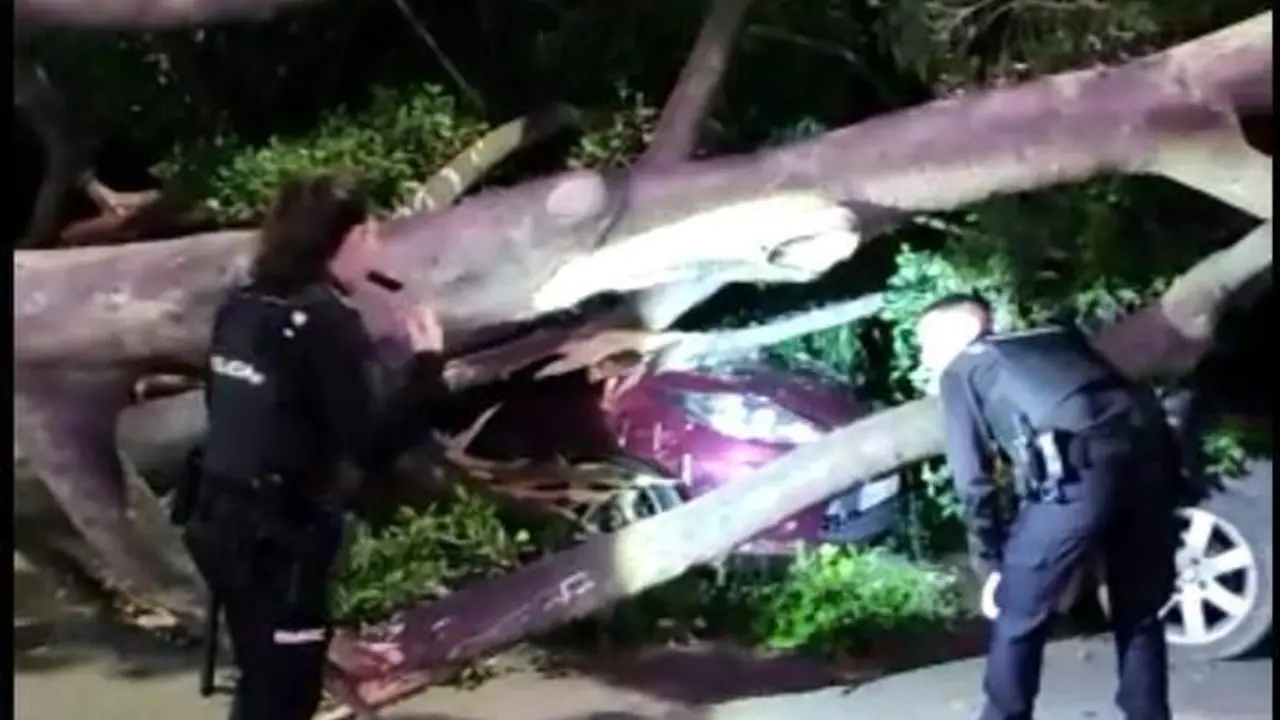 Polic&iacute;a Local junto al &aacute;rbol ca&iacute;do. - Cedida.