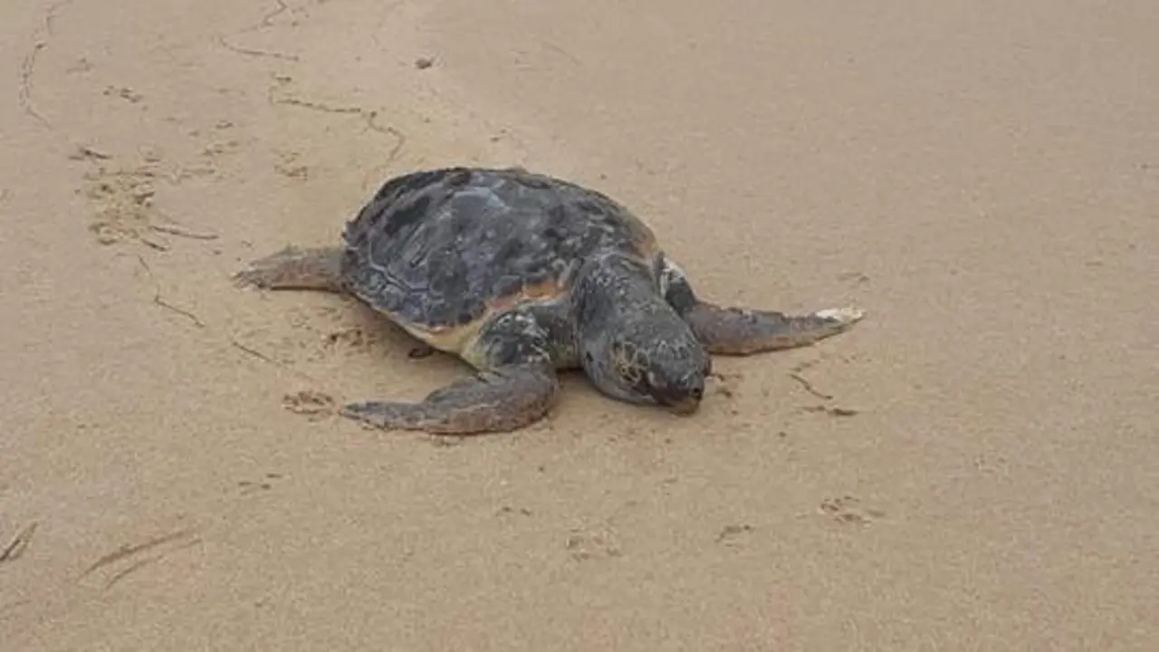 Tortuga hallada muerta en Mazag&oacute;n - Redacci&oacute;n
