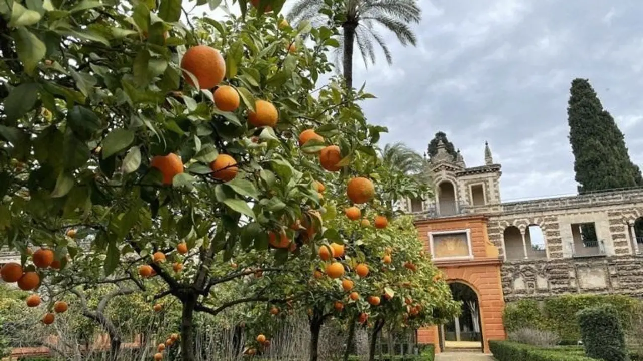 Interior del Alc&aacute;zar de Sevilla.  - AYTO DE SEVILLA