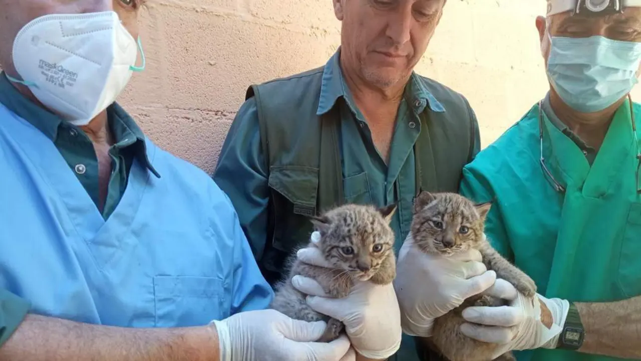El chequeo a las cachorras de lince ib&eacute;rico - Zoobot&aacute;nico de Jerez