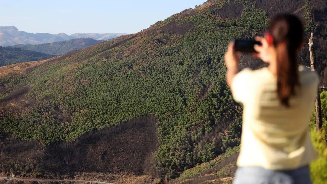 Zona afectada por el incendio declarado hace un a&ntilde;o - &Aacute;lex Zea / Europa Press