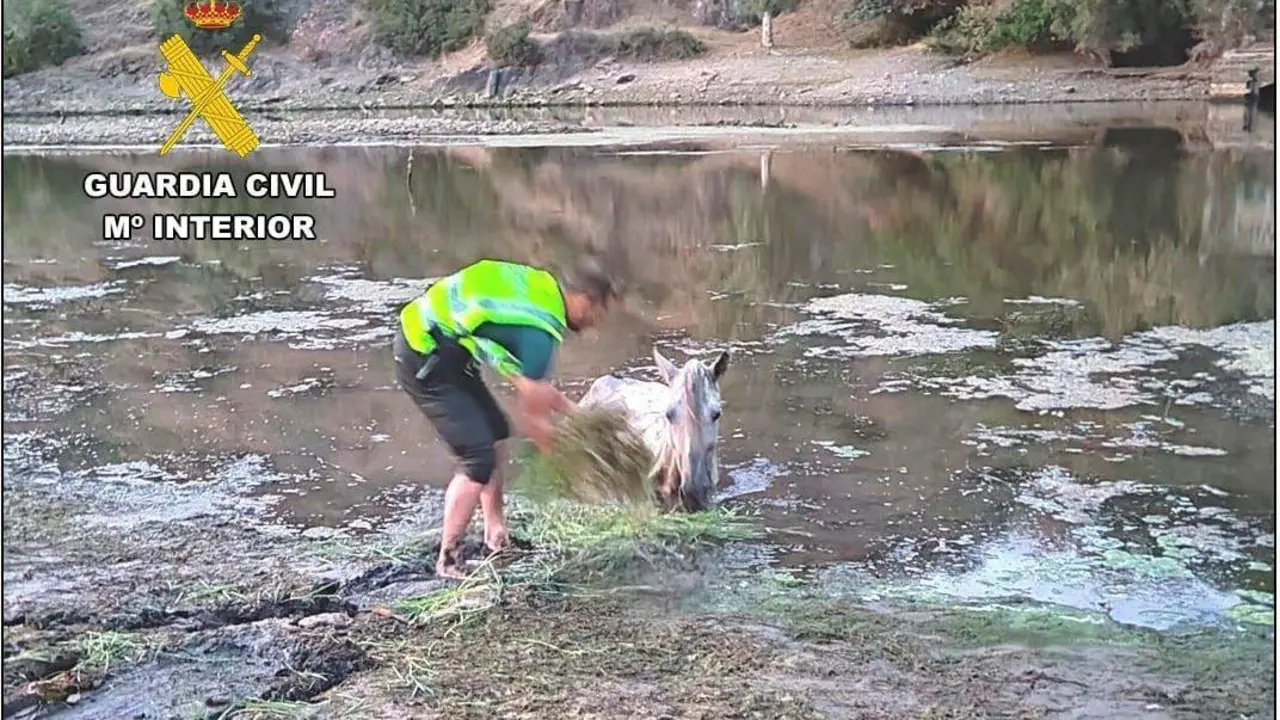 Rescate del caballo. - Guardia Civil