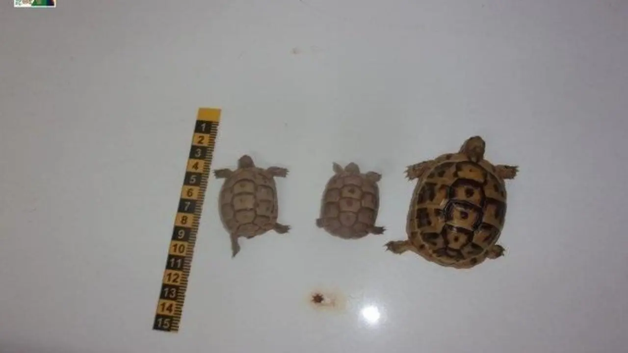 Tres tortugas moras localizadas en una maleta en el Puerto de Almer&iacute;a. - 